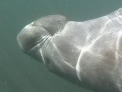 My buddy manatee rolled on his back as I was videotaping ... by Terrie Collins 